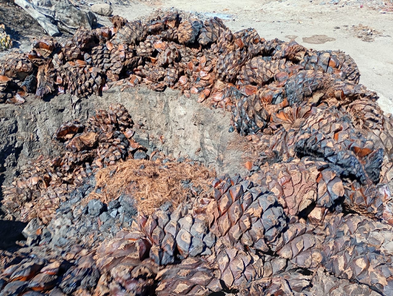 Horno y cocción del maguey