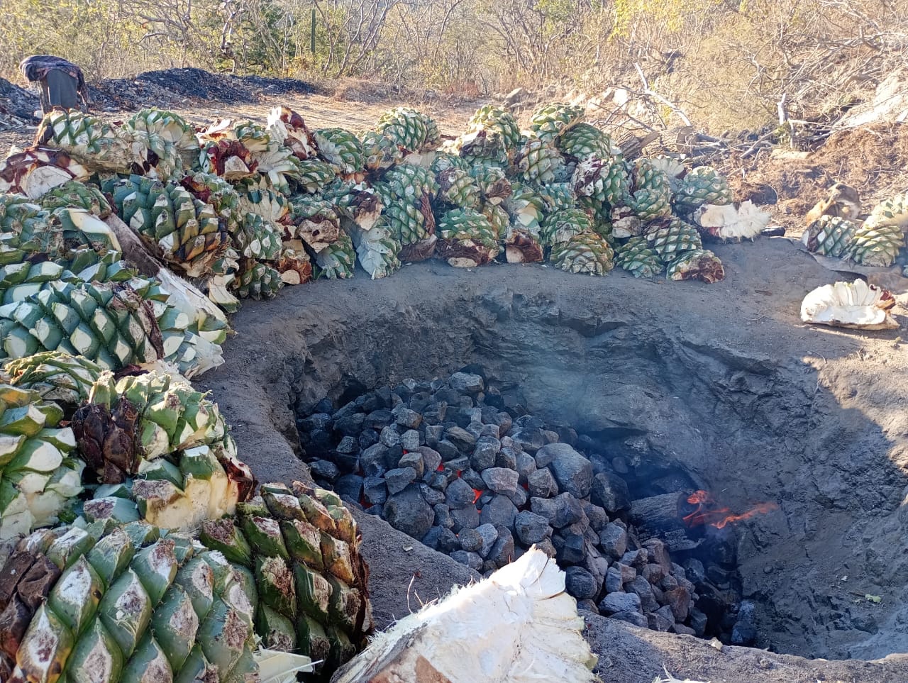 Cocción del maguey en horno tradicional