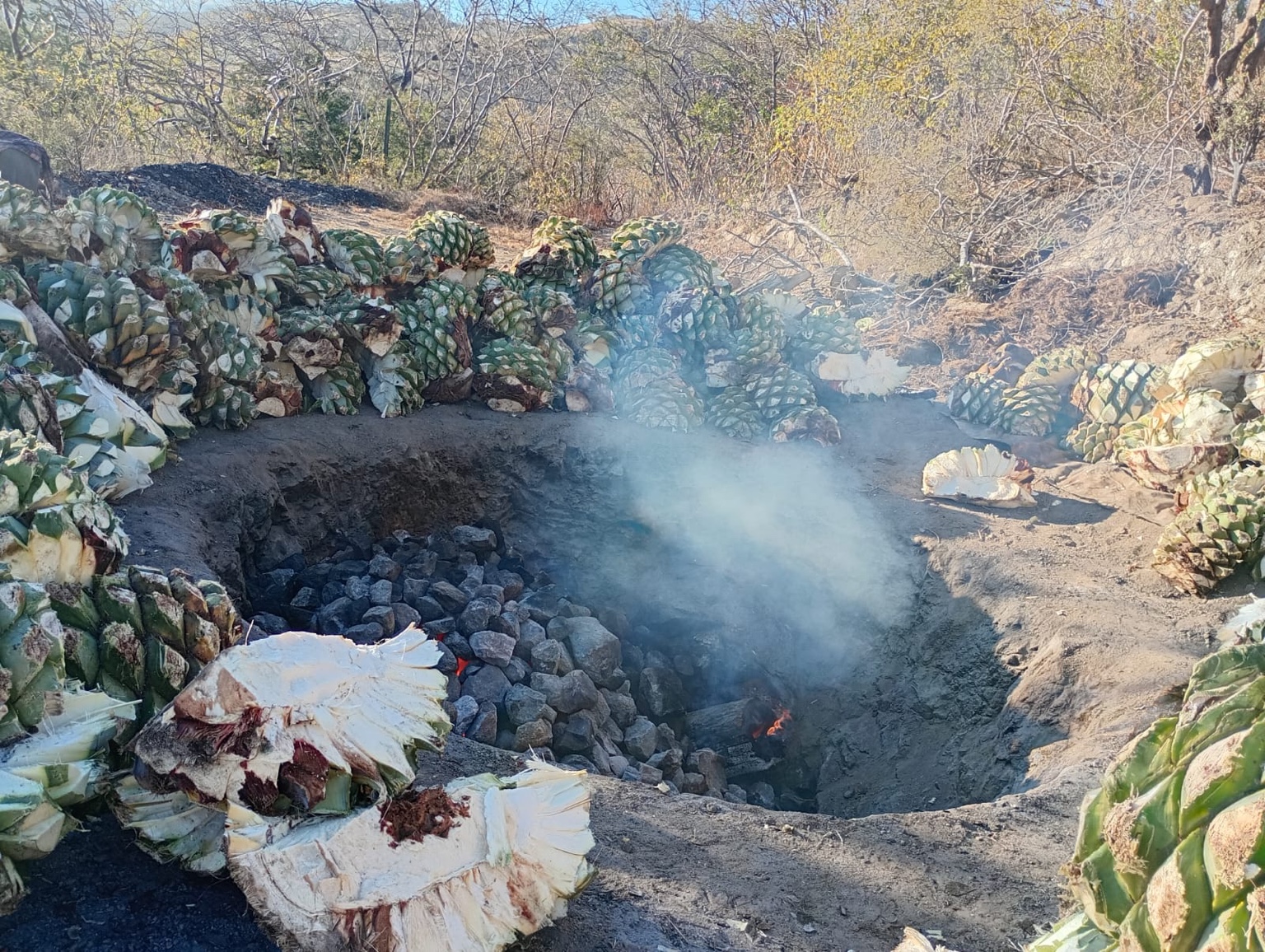Cocción del maguey en horno de tierra y piedra